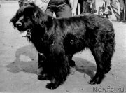 Превью фото № 207947