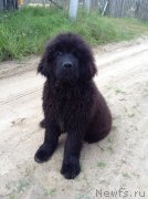 Превью фото № 207963