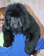 Превью фото № 208042