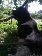 Превью фото № 208044