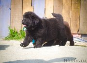 Превью фото № 208060