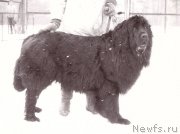 Превью фото № 208079