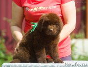 Превью фото № 208106