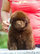 Превью фото № 208112