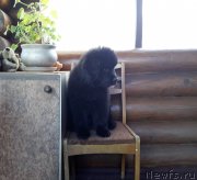 Превью фото № 208192