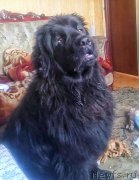 Превью фото № 208228