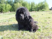 Превью фото № 208234