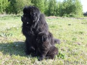 Превью фото № 208235