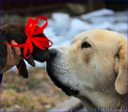 Превью фото № 208246