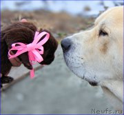 Превью фото № 208248