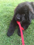 Превью фото № 208256