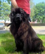 Превью фото № 208257