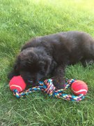 Превью фото № 208260