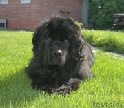 Превью фото № 208278