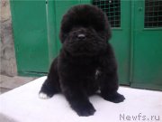 Превью фото № 208282