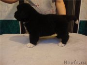 Превью фото № 208283