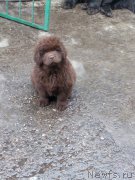 Превью фото № 208286