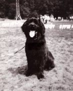 Превью фото № 208300