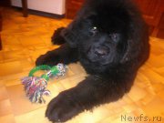 Превью фото № 208380