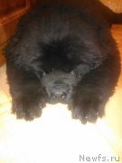 Превью фото № 208381