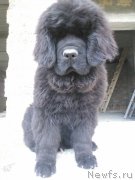 Превью фото № 208383