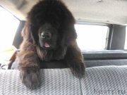 Превью фото № 208385