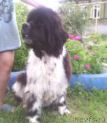 Превью фото № 208392