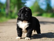 Превью фото № 208403