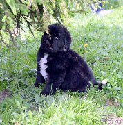 Превью фото № 208429