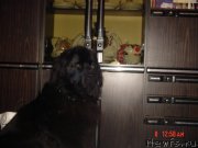 Превью фото № 208434