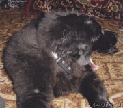 Превью фото № 208438