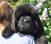 Превью фото № 208494