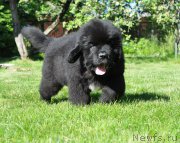 Превью фото № 208502