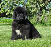 Превью фото № 208503