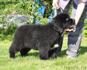 Превью фото № 208505