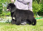 Превью фото № 208508