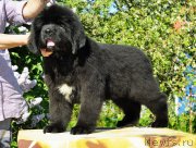 Превью фото № 208509