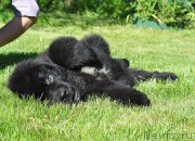 Превью фото № 208510