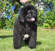 Превью фото № 208511