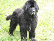 Превью фото № 208521