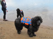 Превью фото № 208524