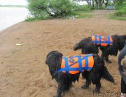 Превью фото № 208525