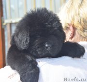 Превью фото № 208576