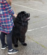 Превью фото № 208585