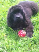 Превью фото № 208670