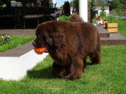 Превью фото № 208671