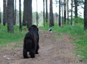 Превью фото № 208685