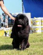 Превью фото № 208711