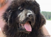 Превью фото № 208739