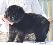 Превью фото № 208775